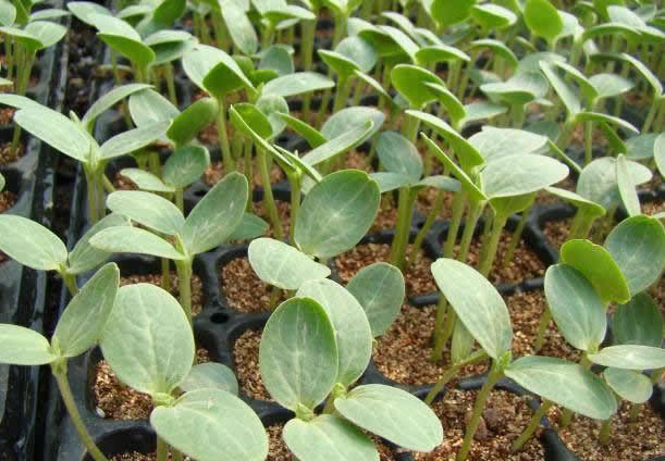 ��������Ҫ���ã����|�x�ò����٣�һ���W������x��������|